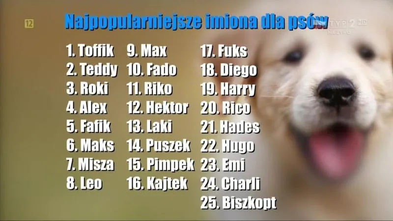 Pomysły na imię dla psa – jak wybrać idealne imię dla swojego pupila?