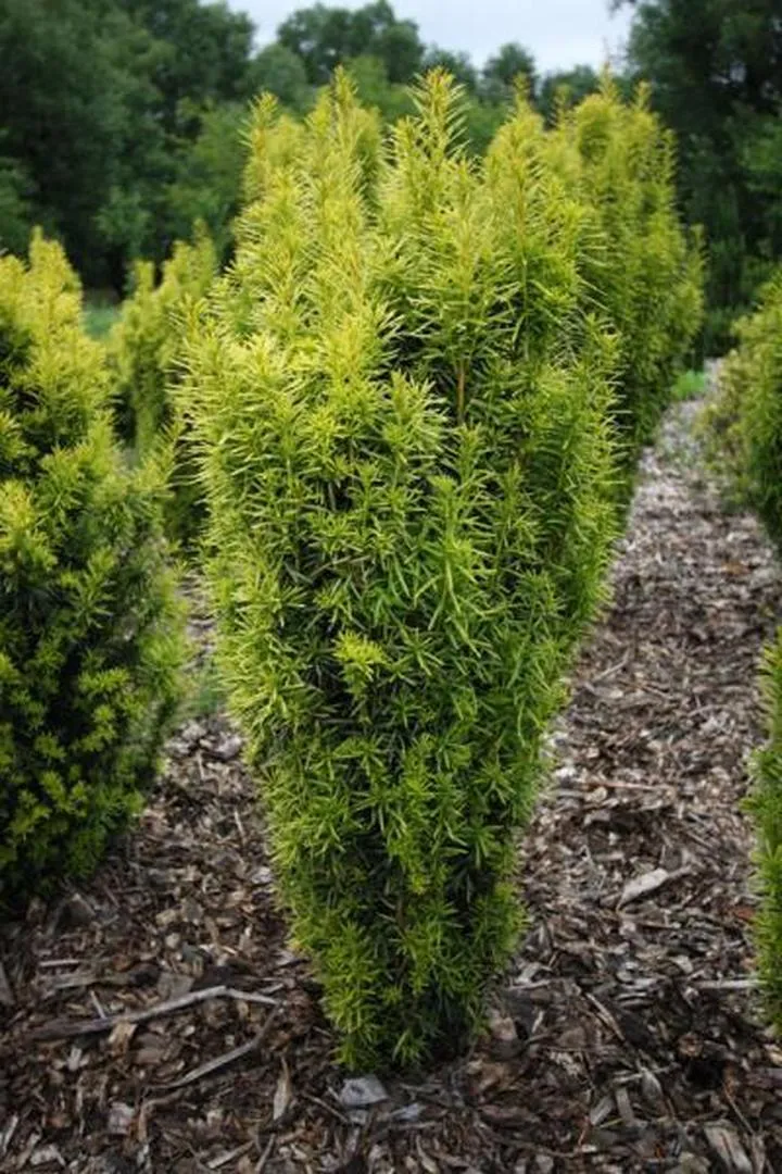 Stefania w mitologii