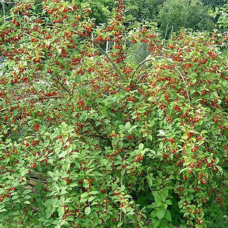 Symbolika imienia Jagoda