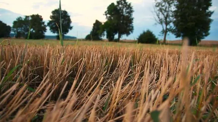 Znaczenie i pochodzenie imion na rz